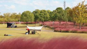 丹桂飄香、粉黛夢幻,中秋國慶雙節來顧村公園賞金秋畫卷 丹桂飄香、粉黛夢幻,中秋國慶雙節來顧村公園賞金秋畫卷