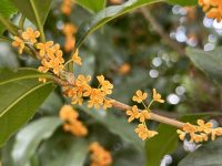 桂花、欒樹、粉黛、銀杏、楓葉、水杉……2023申城最美賞秋地圖出爐，快收藏去打卡吧！