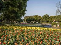 國內最大的郁金香花展就在上海鮮花港公園！全面提升改造后將于3月23日開園