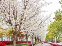 松江改造建設休閑林地，“看得見、走不進”林地變成“可穿行綠洲”